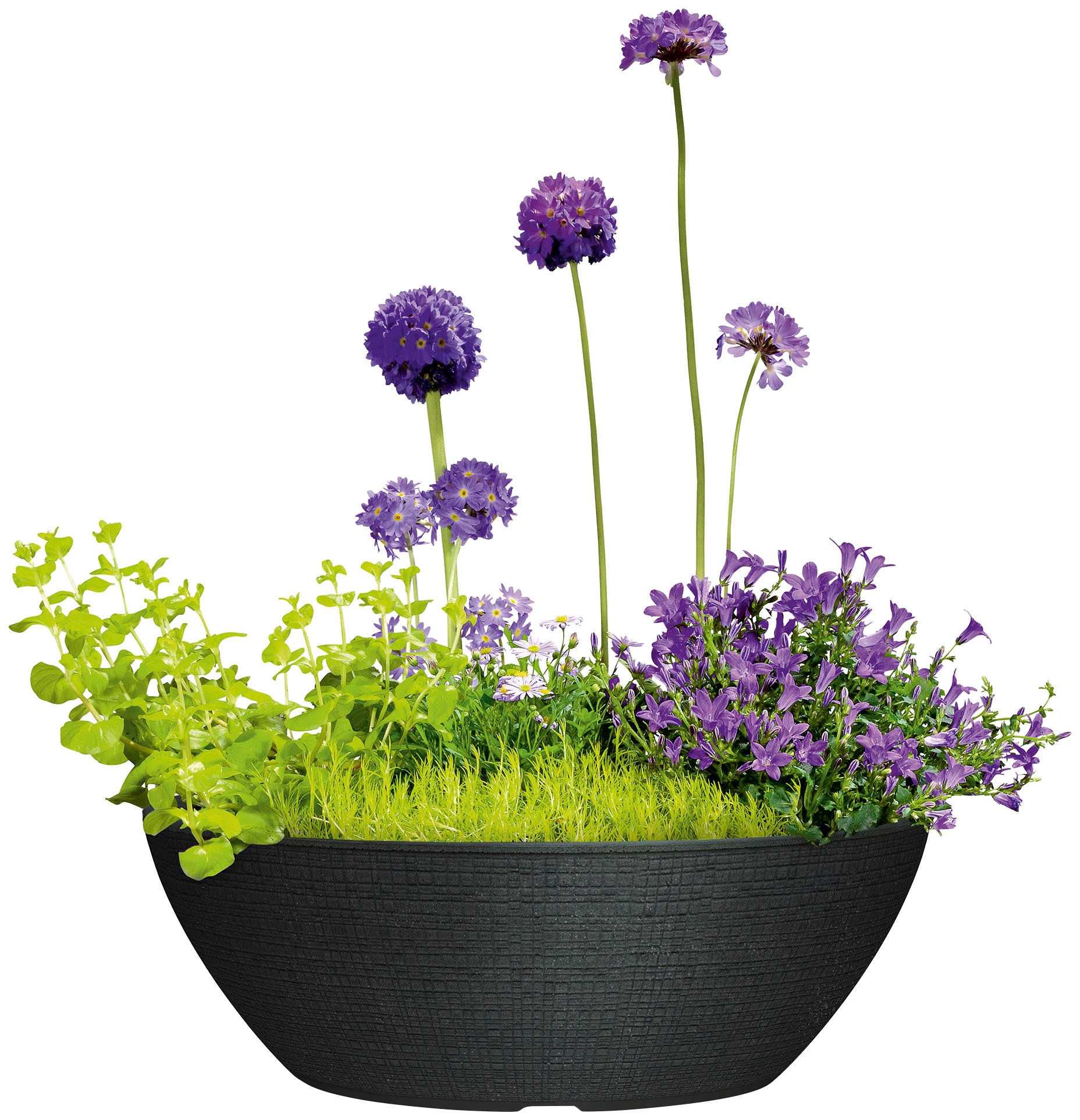 Scheurich Blumentopf »60/298 BARCEO JARDINIERE«