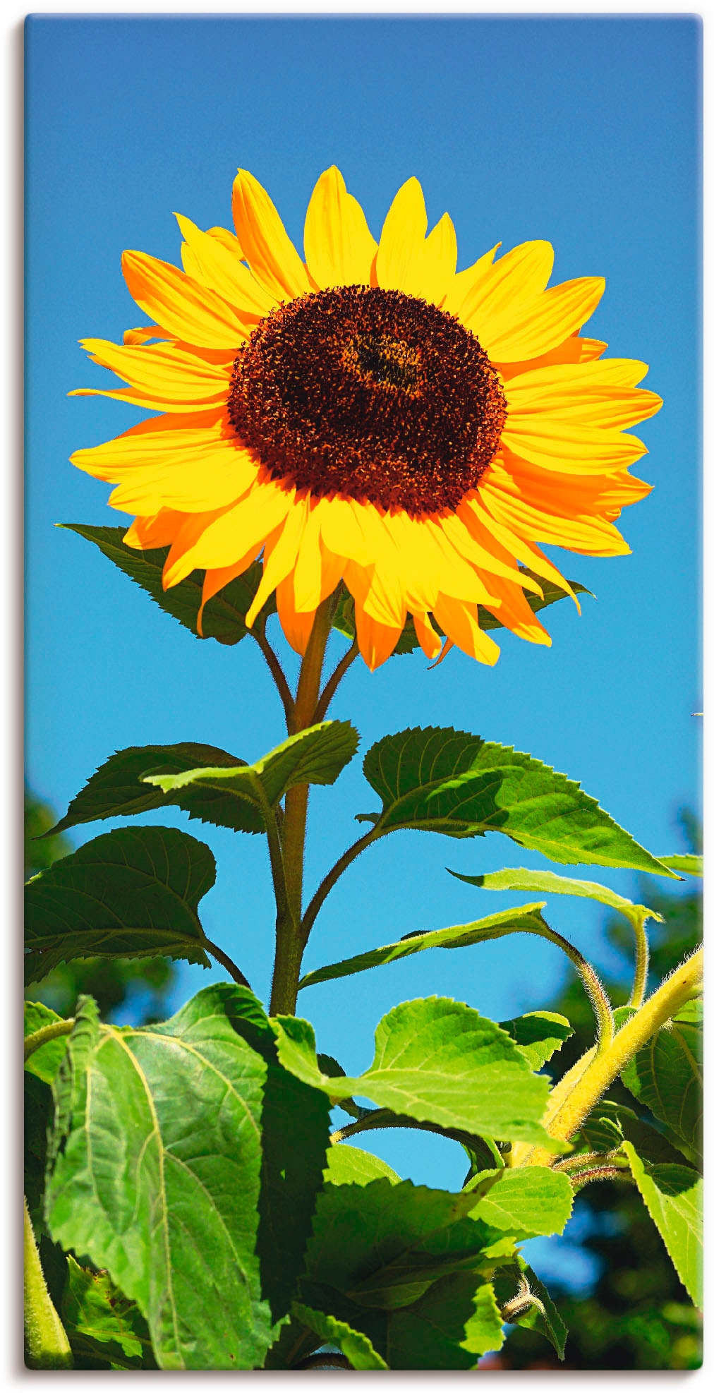Artland Wandbild "Sonnenblume", Blumen, (1 St.), als Alubild, Outdoorbild, Leinwandbild, Poster in verschied. Größen