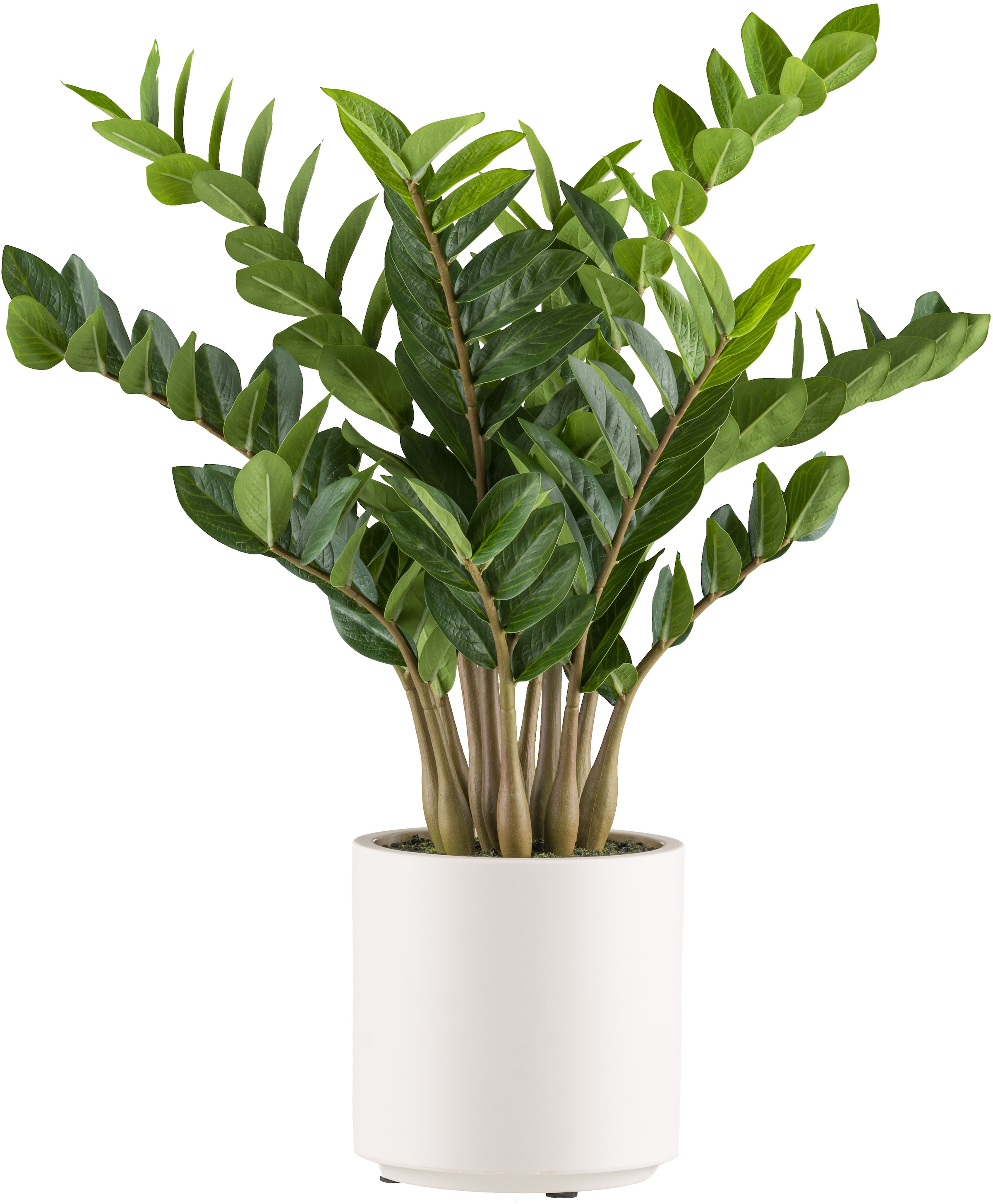 Creativ green Kunstpflanze "Zamifolia", im eleganten cremefarbenen Topf