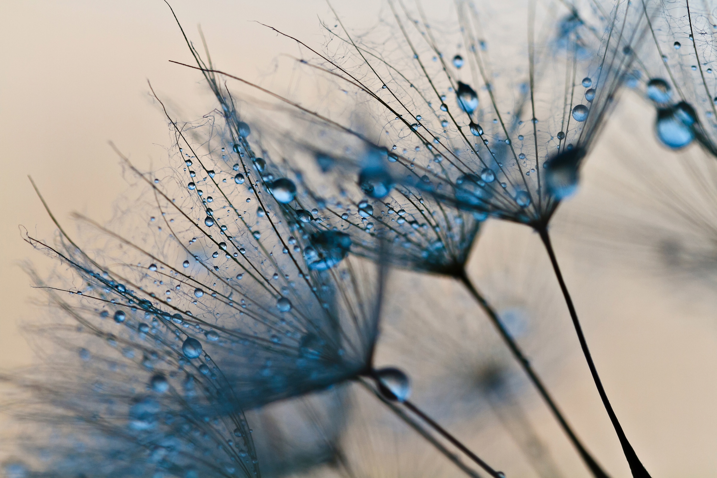 Papermoon Fototapete "Abstract Dandelions" glatt günstig online kaufen