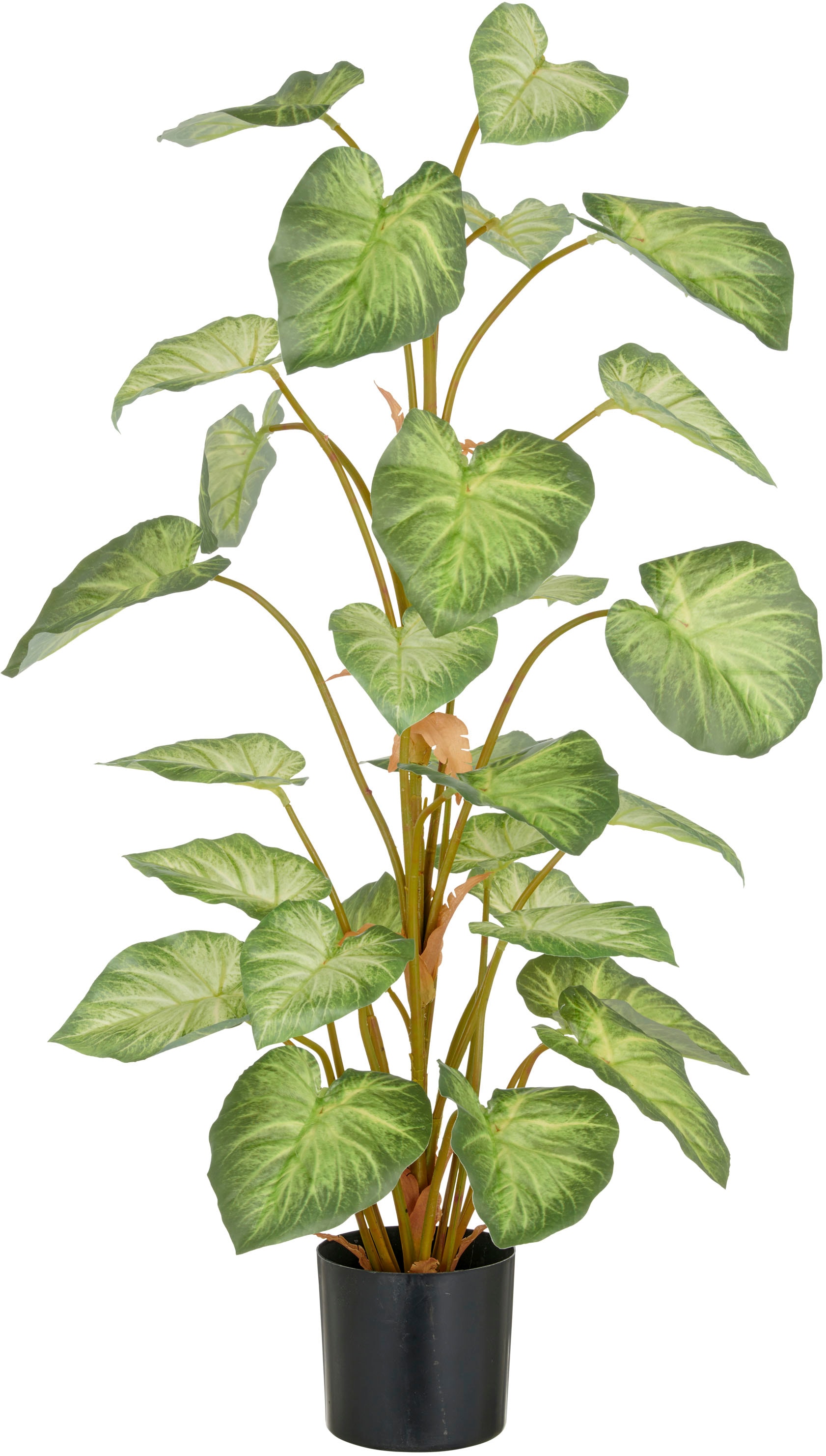 Creativ green Kunstpflanze "Syngonium", mit schönem Blattwerk günstig online kaufen