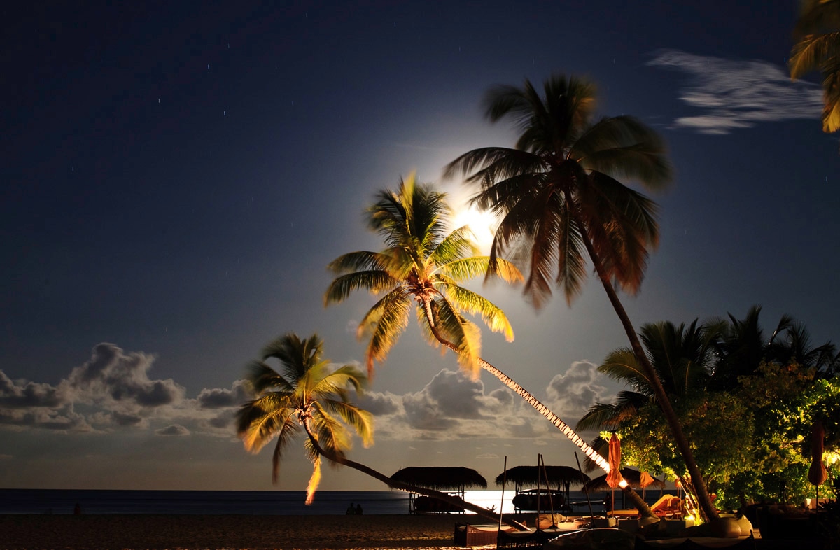Papermoon Fototapete "Palmenstrand" günstig online kaufen