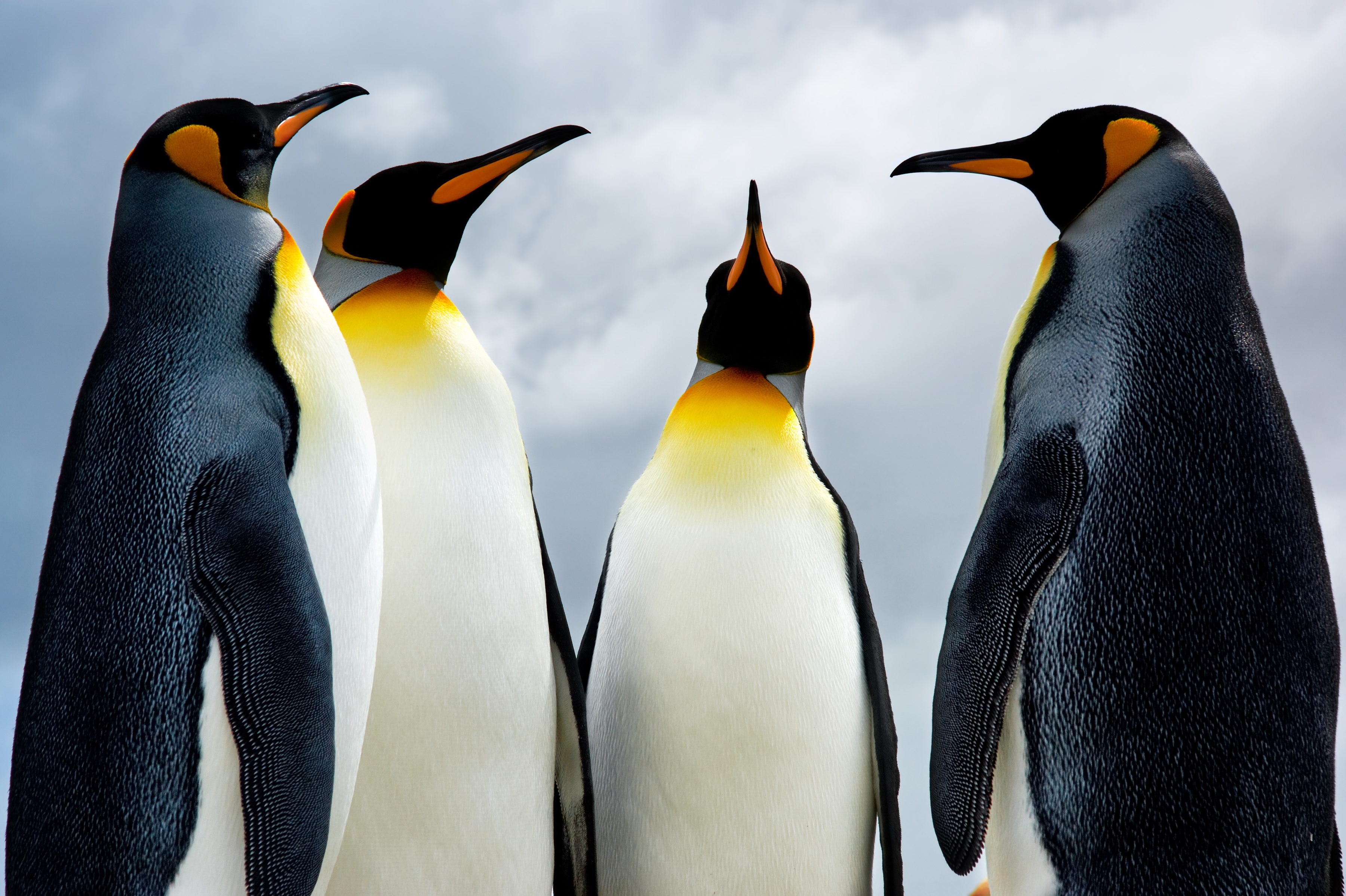 Papermoon Fototapete "King Pinguins" glatt