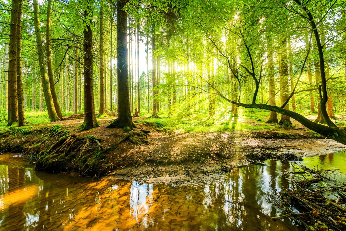 Papermoon "WALD-HERBST NATUR LANDSCHAFT BÄUME DSCHUNGEL SEE BIRKEN"