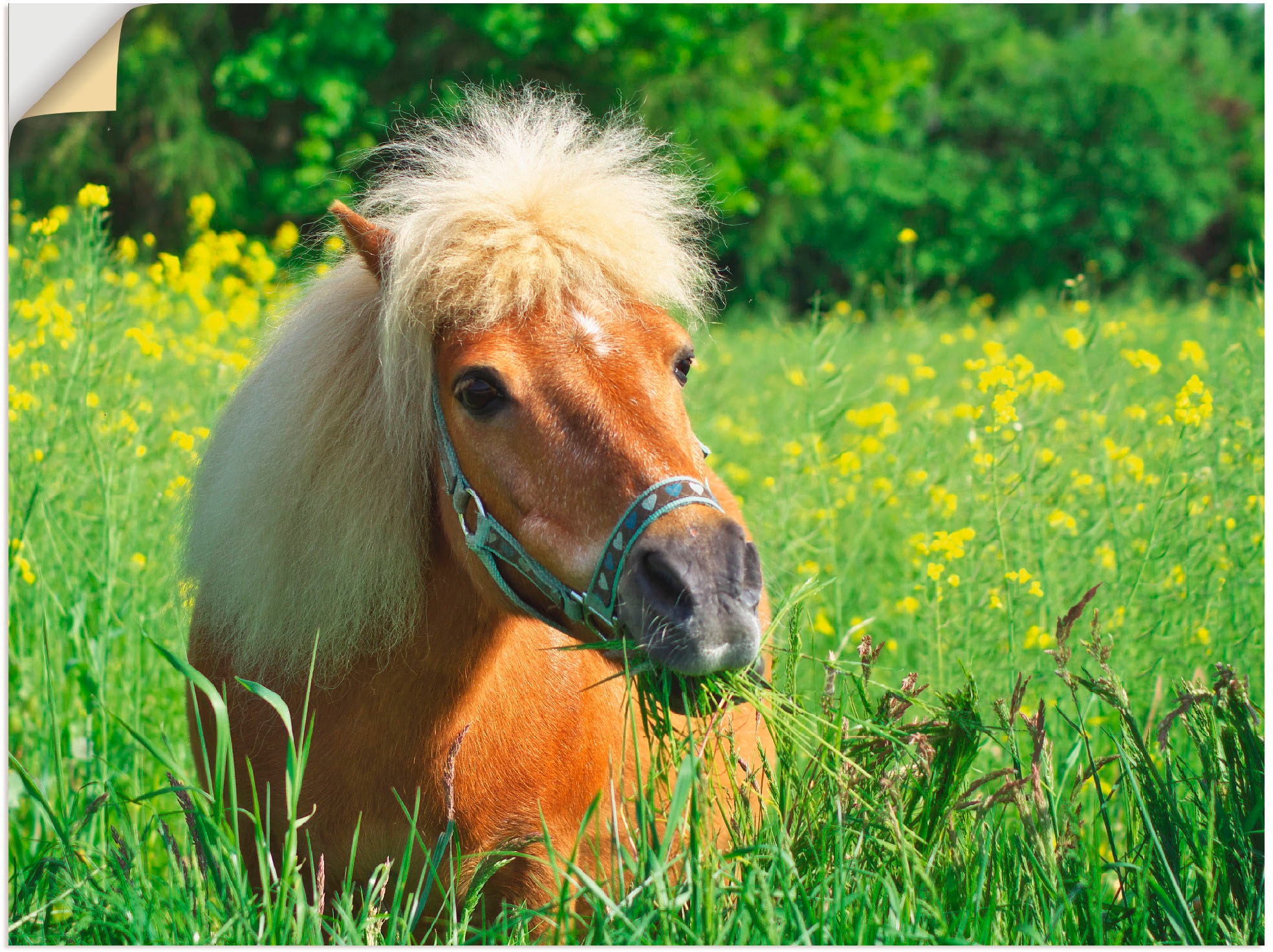 Artland Wandbild "Shetland Pony", Haustiere, (1 St.), als Leinwandbild, Wandaufkleber in verschied. Größen