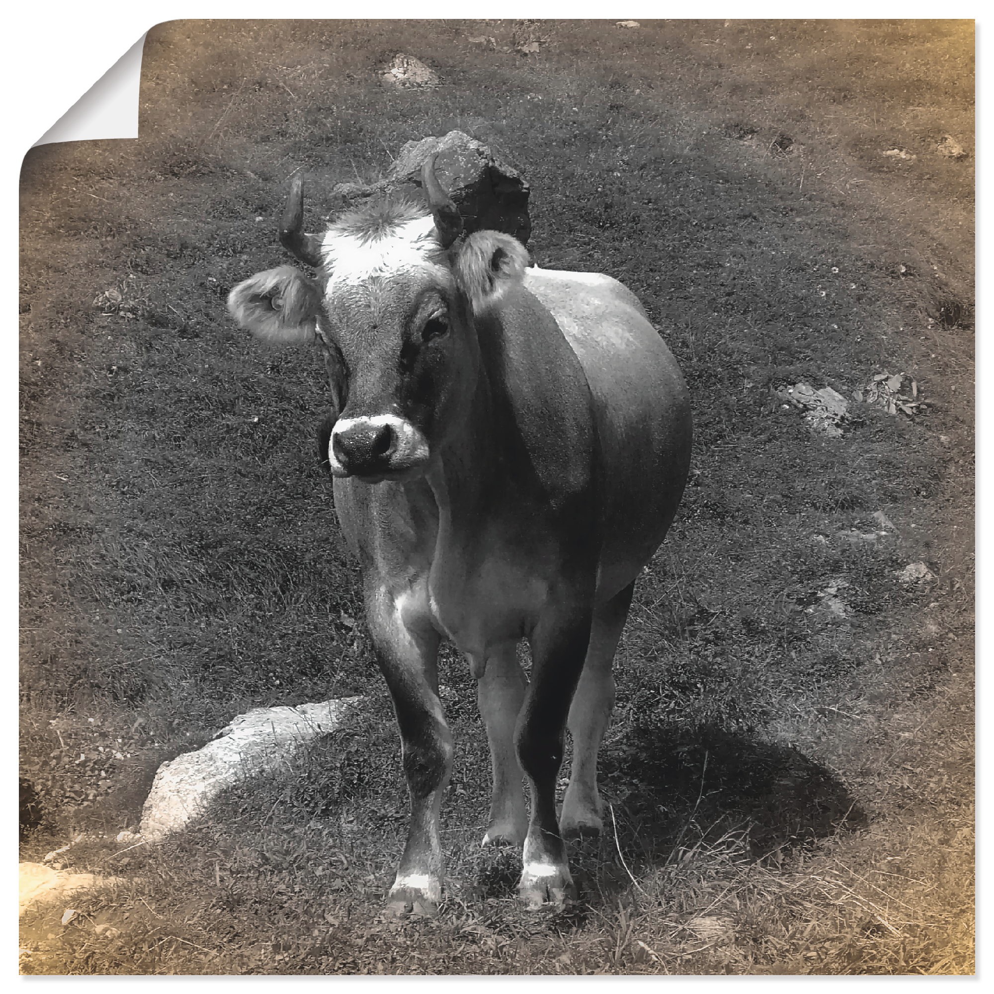 Artland Wandbild »Kuh Kontakt«, in Alubild, (1 St.), oder als Größen Haustiere, Leinwandbild, Poster versch. | BAUR Wandaufkleber kaufen